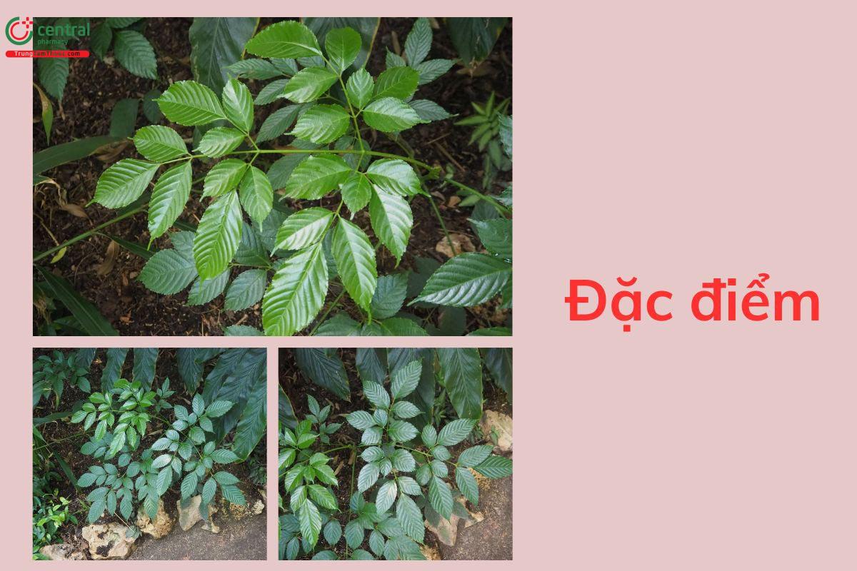 Đặc điểm thực vật