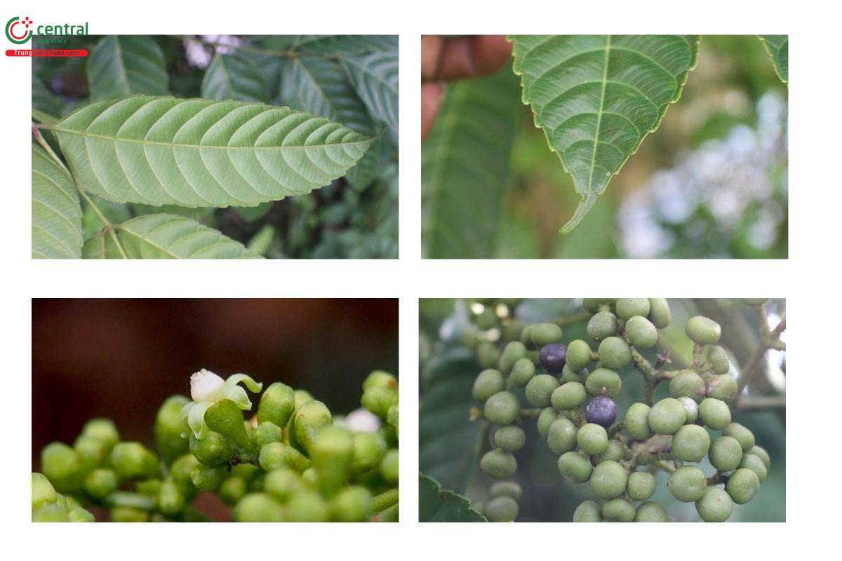 Đặc điểm phân bố