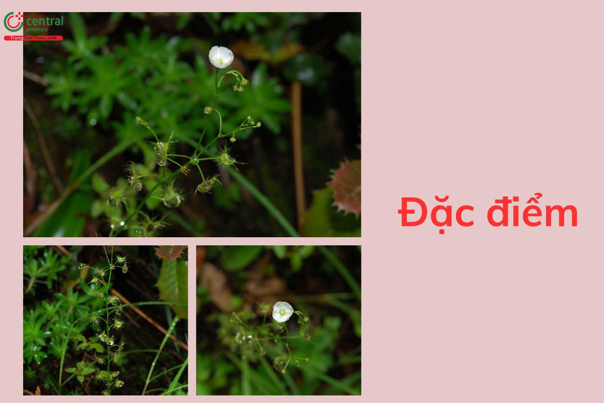 Đặc điểm thực vật