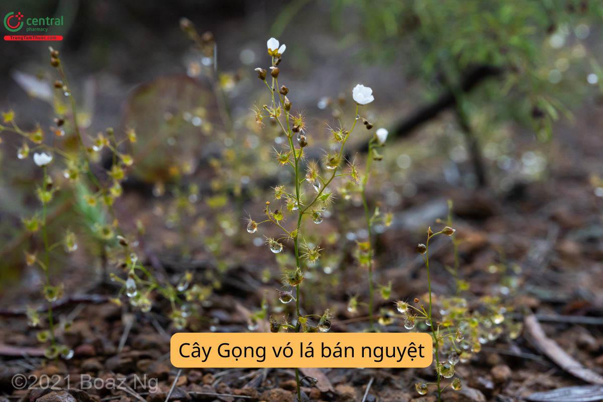 Đặc điểm phân bố