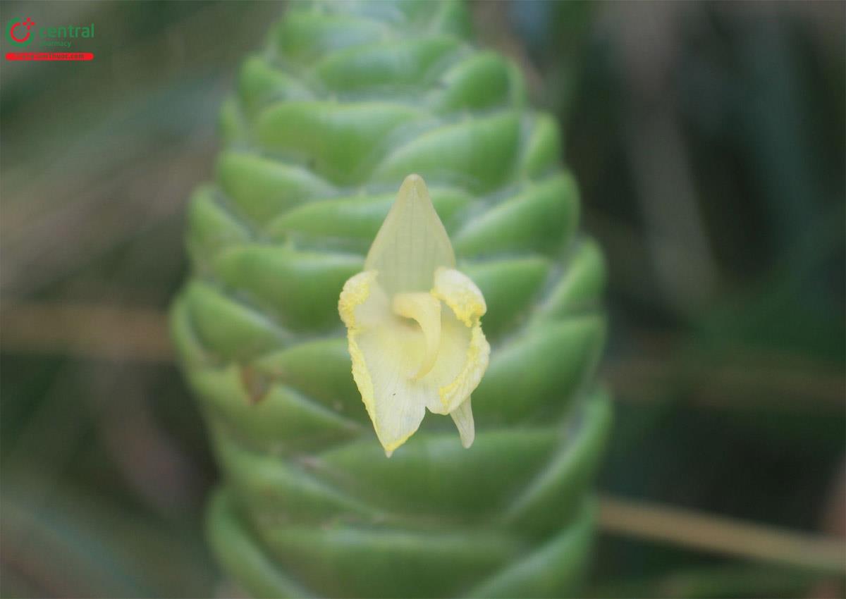 Hoa Gừng gió