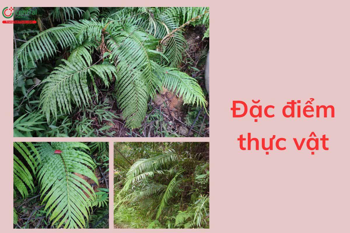 Đặc điểm thực vật