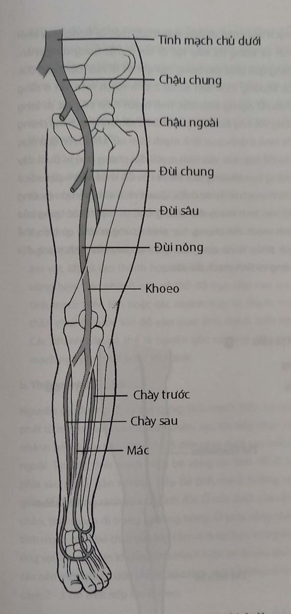 Tĩnh mạch khoeo: Cấu trúc, chức năng và những điều cần biết