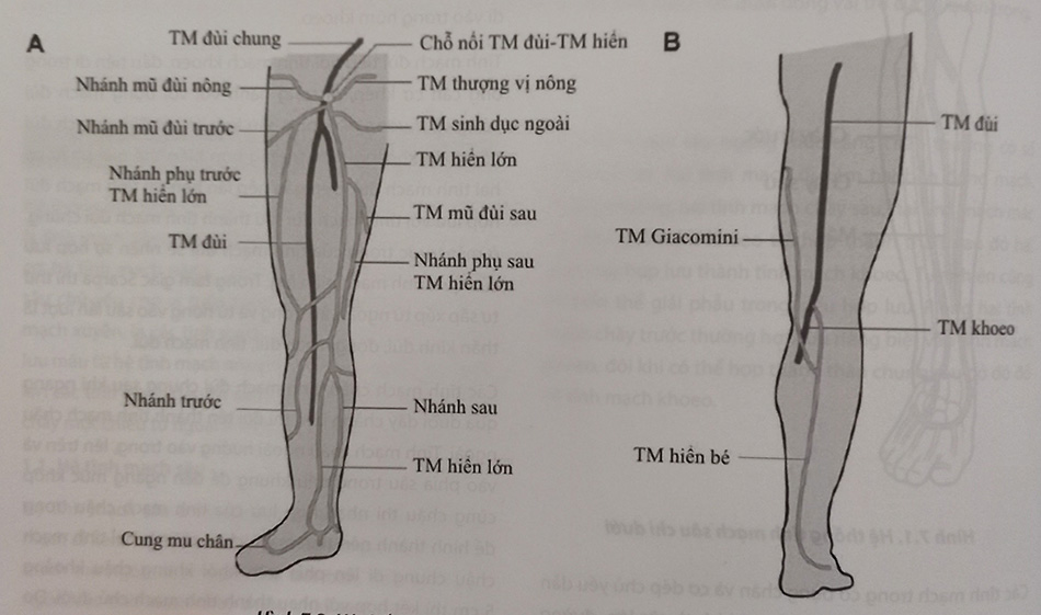 Tĩnh mạch hiển lớn: Tìm hiểu, triệu chứng và điều trị hiệu quả