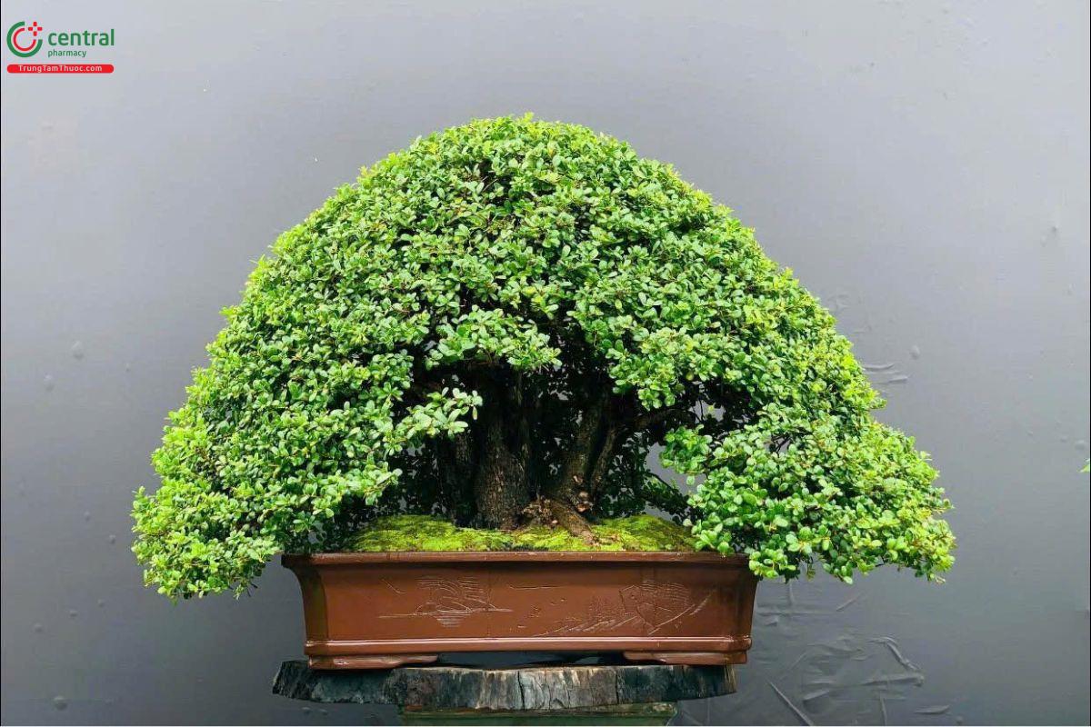 Cây hải châu