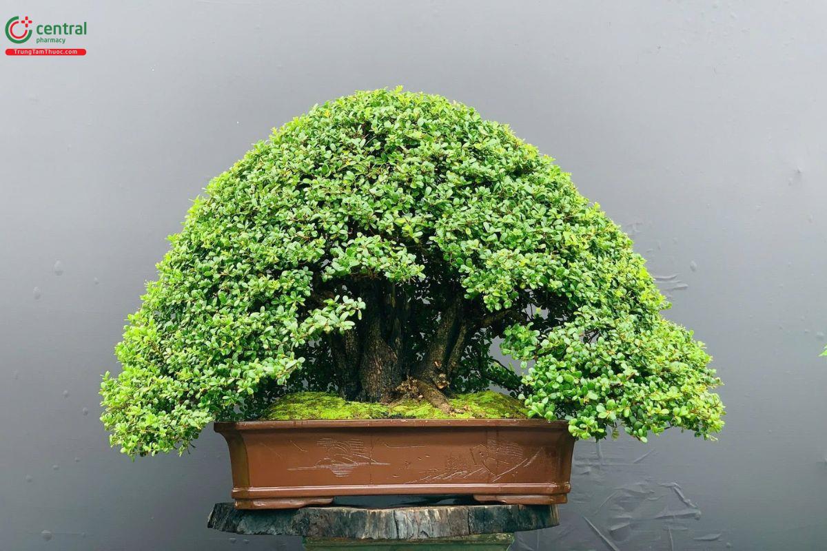 Cây hải châu
