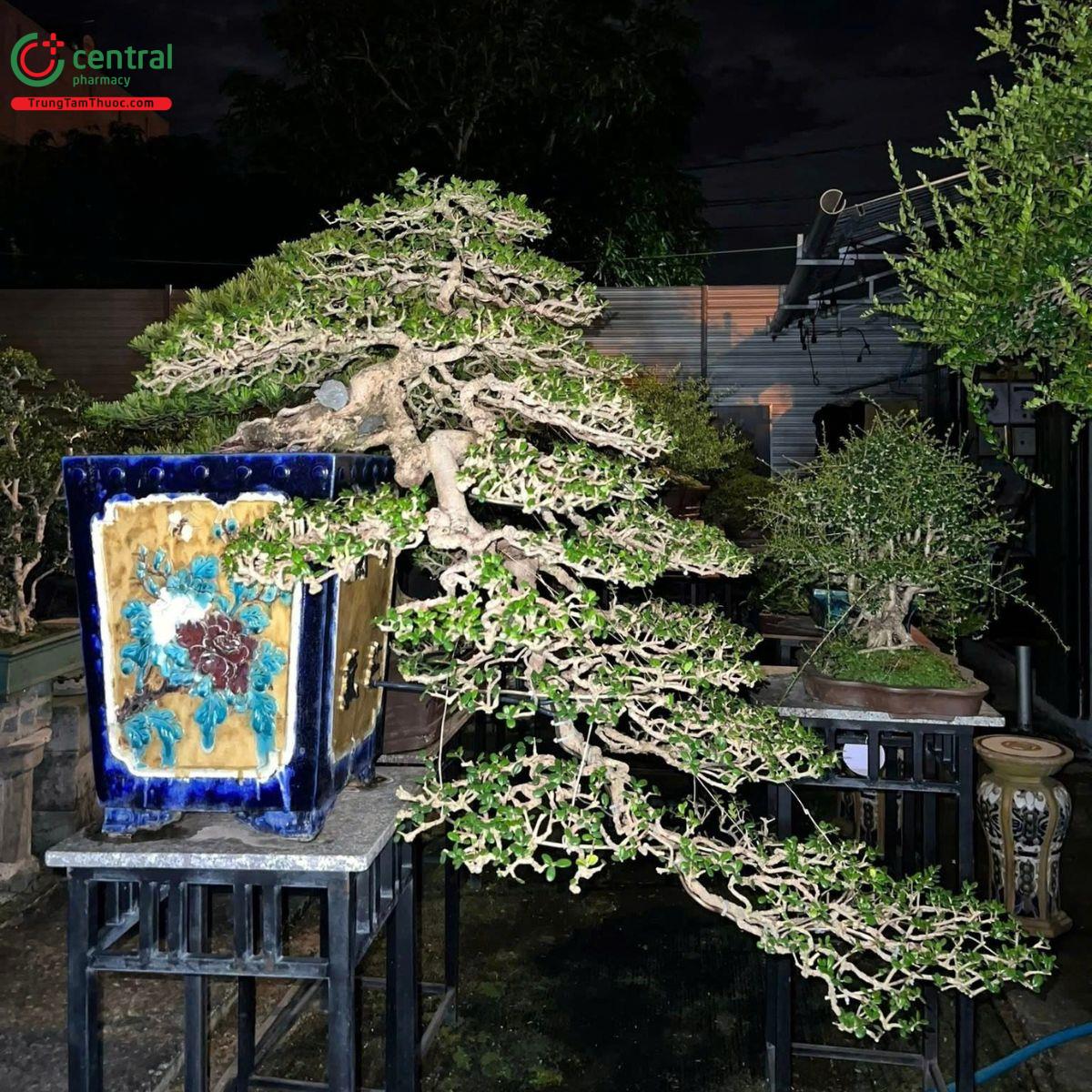 Cây hải châu dáng thác đổ