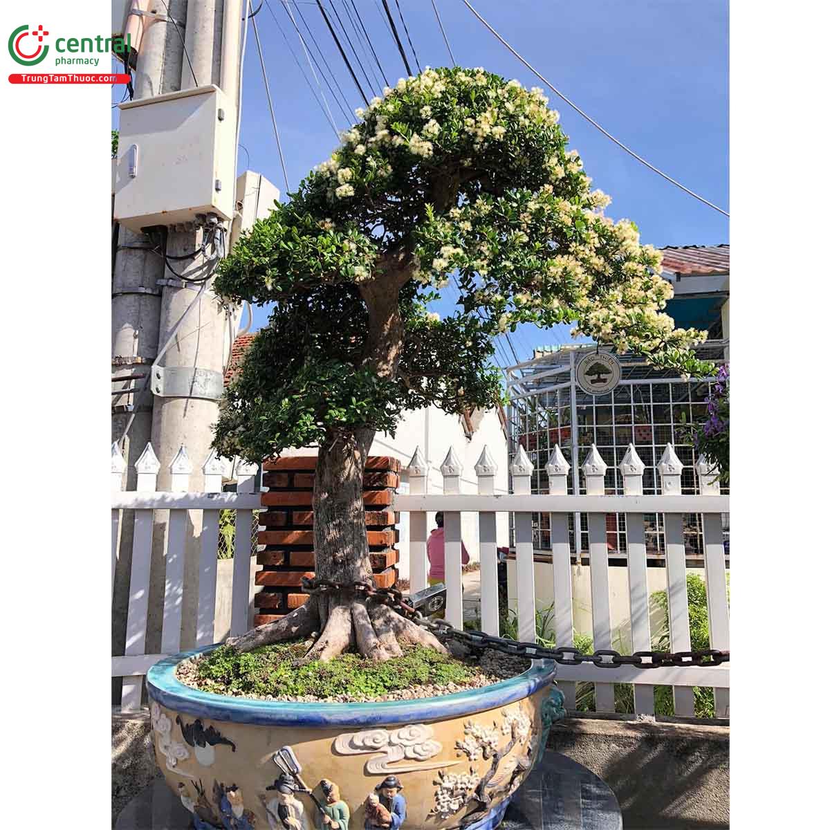 Cây Hải châu bonsai