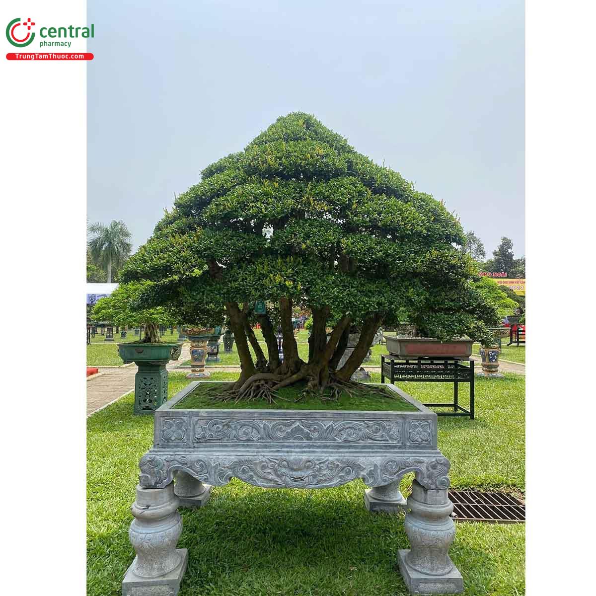 Cây Hải châu bonsai