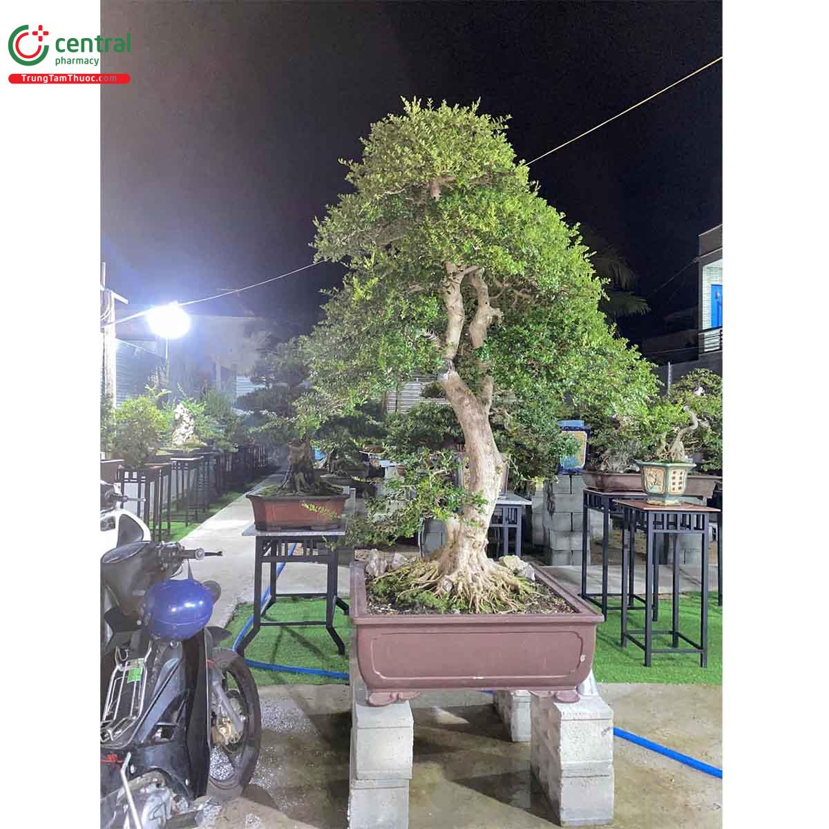 Cây Hải châu bonsai