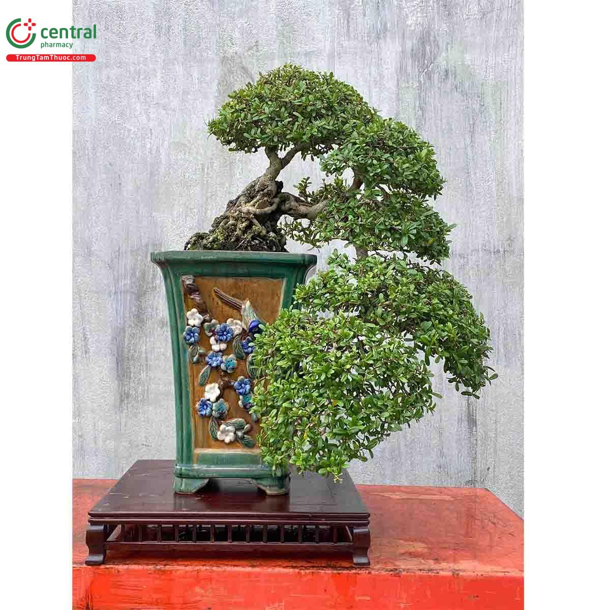 Cây Hải châu bonsai