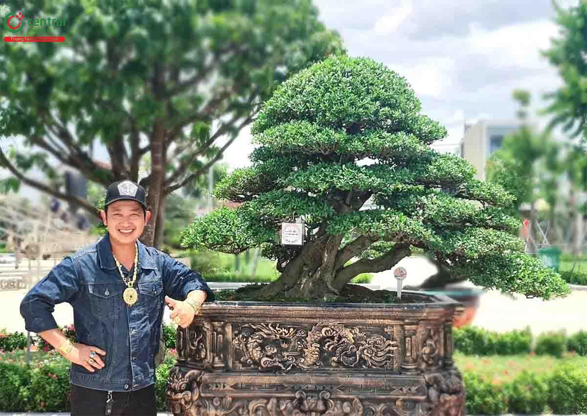 Cây Hải châu bonsai