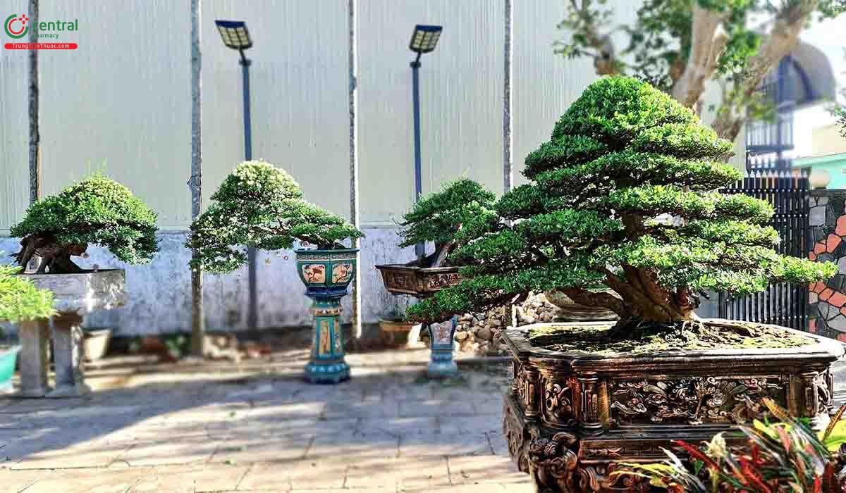 Cây Hải châu bonsai