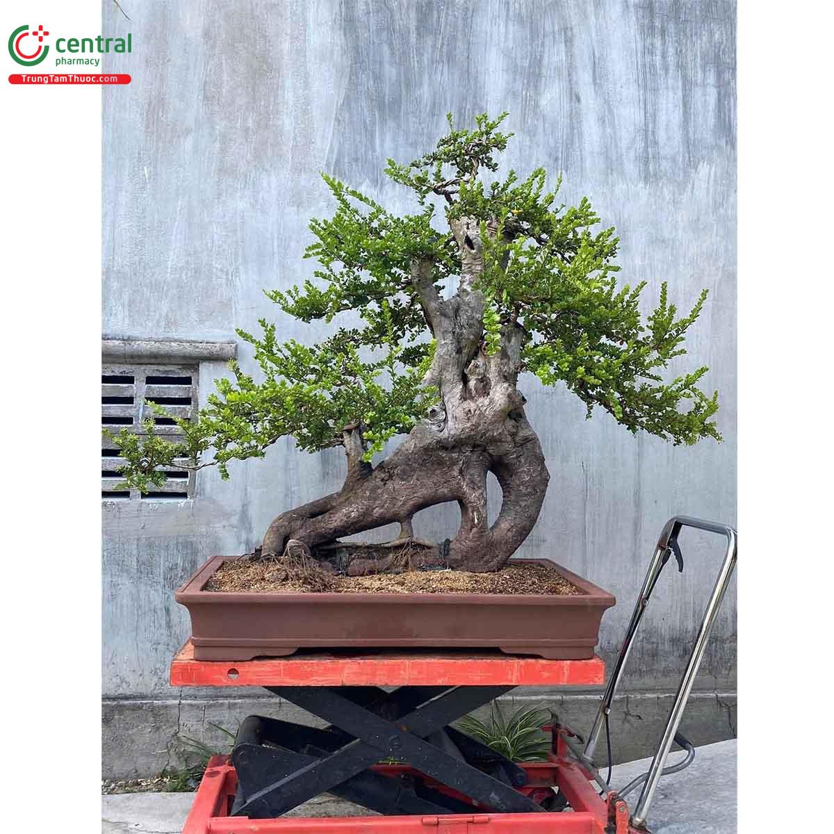 Cây Hải châu bonsai