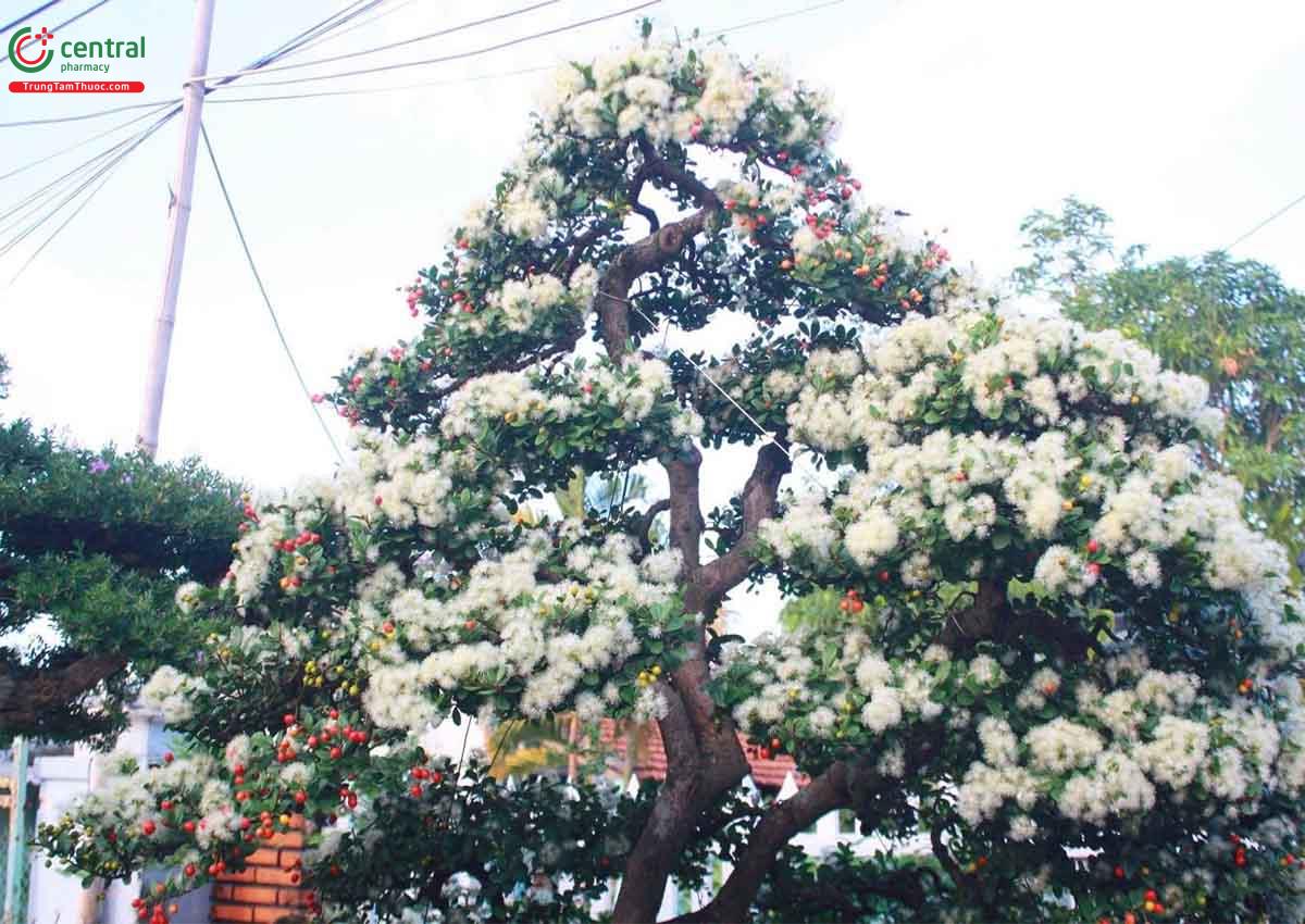 Cây Hải châu bonsai