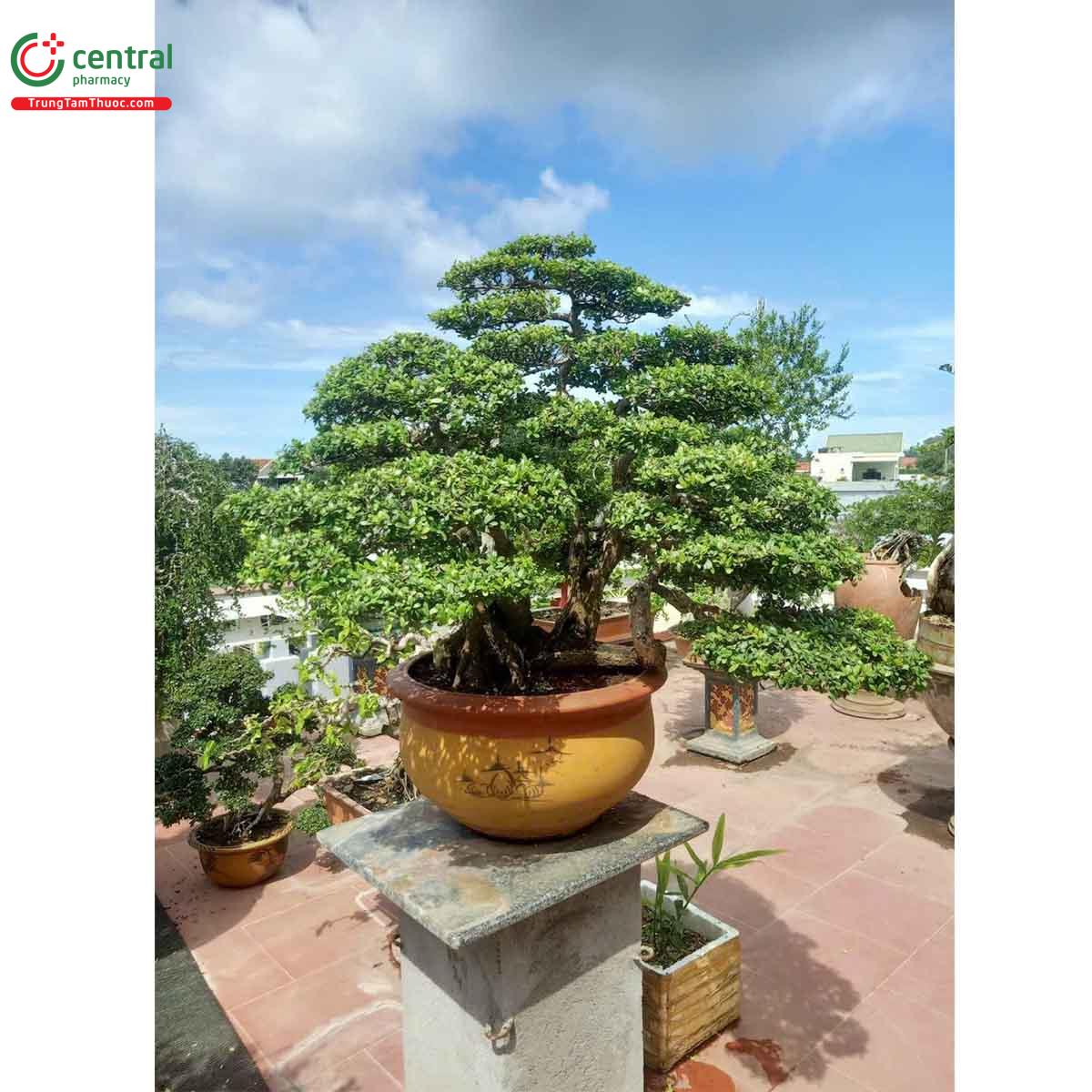 Hình ảnh cây Hải châu bonsai đẹp ở Việt Nam