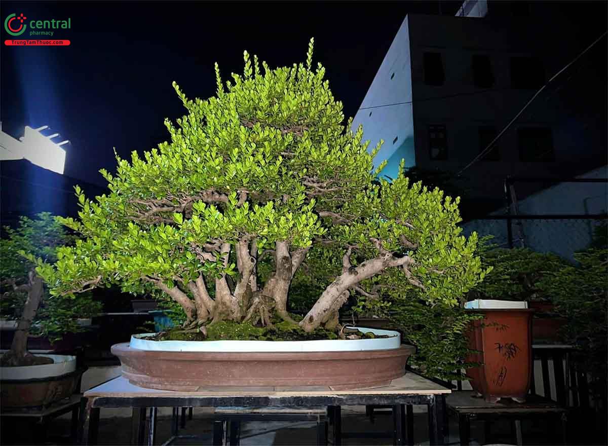 Hình ảnh cây Hải châu bonsai đẹp ở Việt Nam