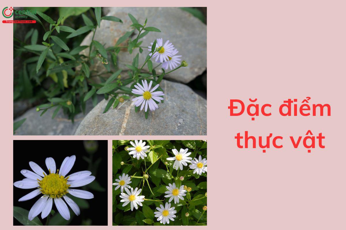 Đặc điểm thực vật