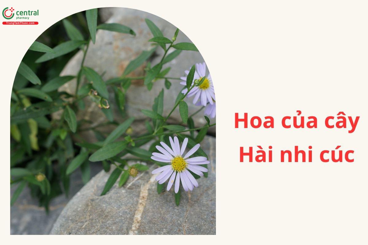 Hoa của cây Hài nhi cúc