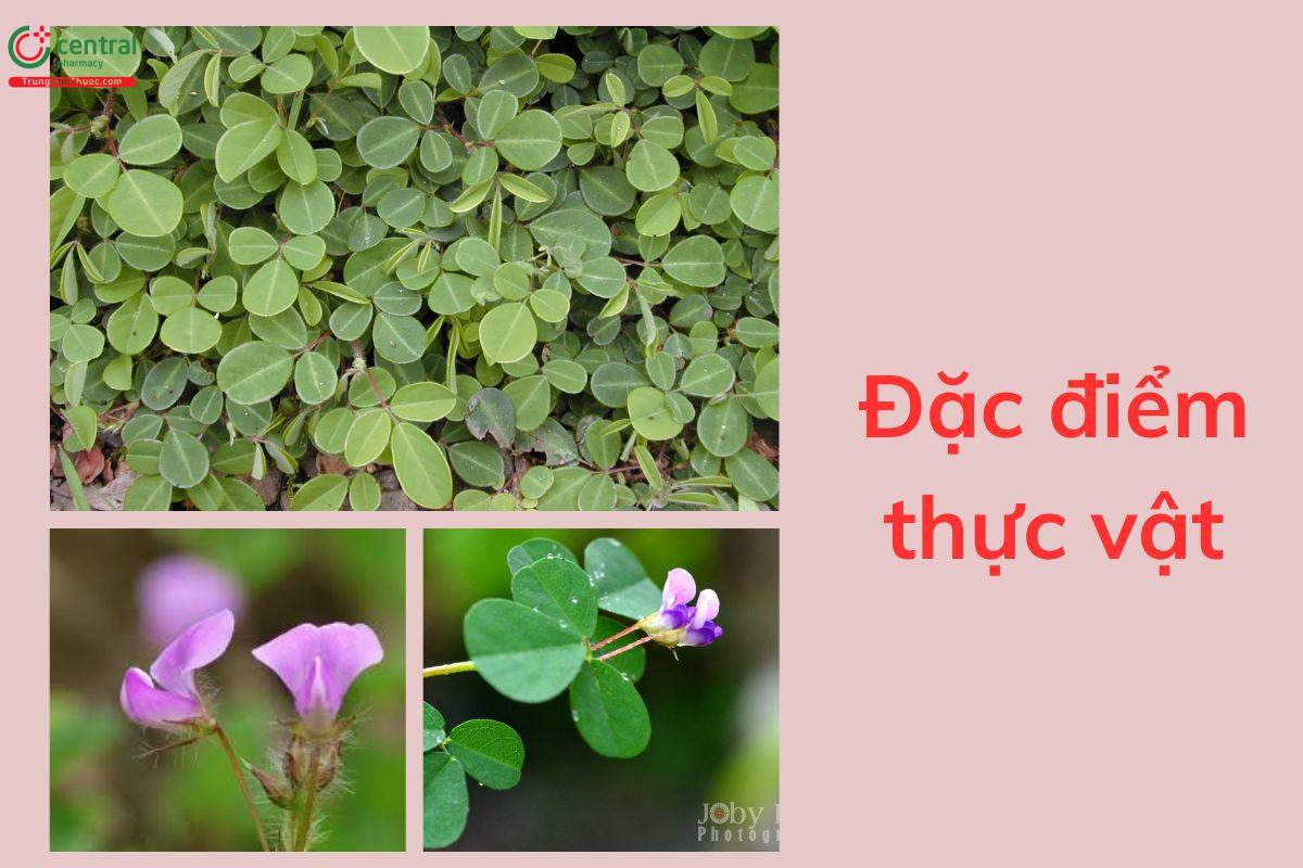 Đặc điểm thực vật