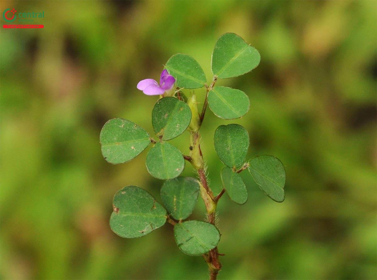 Tác dụng của Hàn the ba hoa