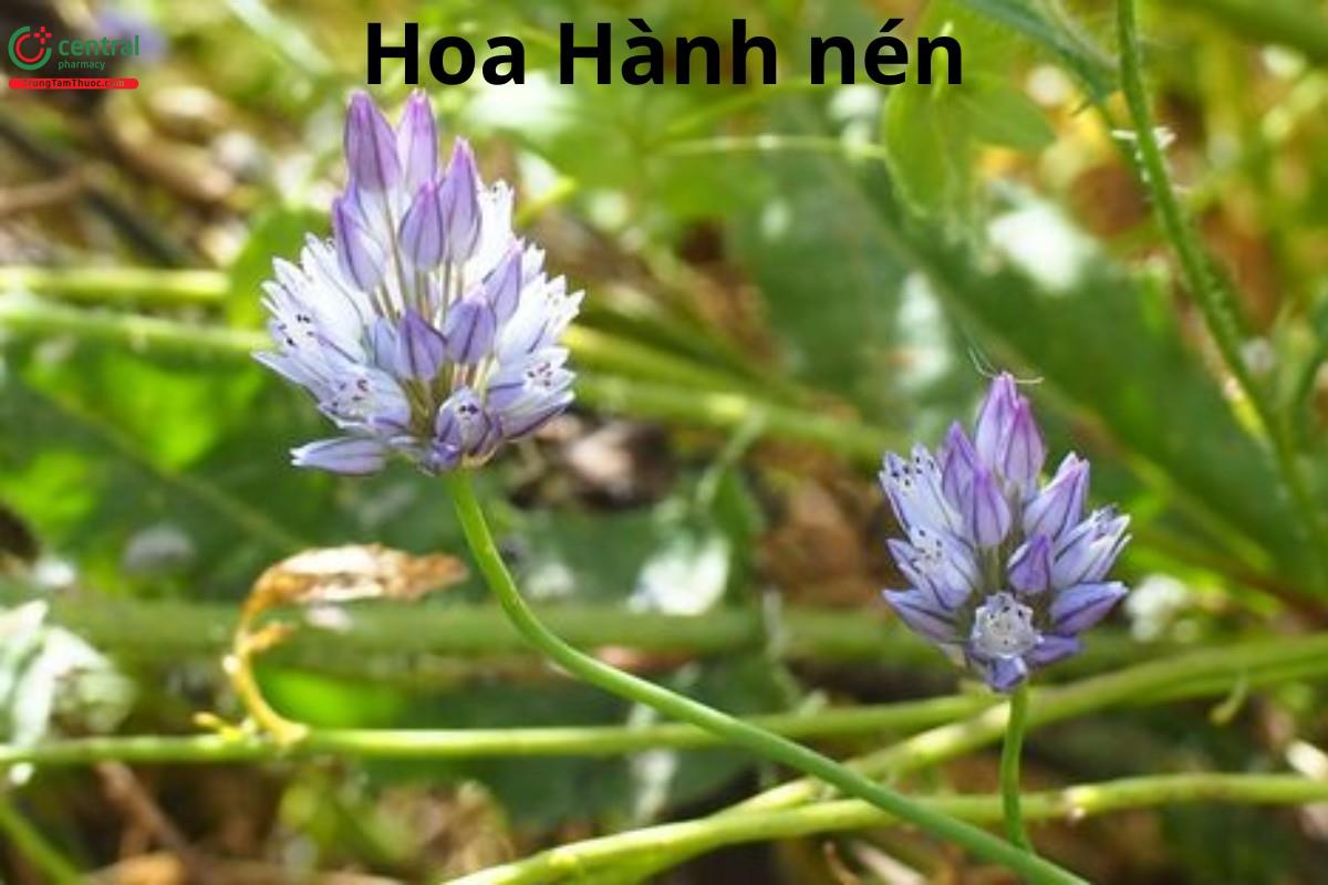 Hành nén