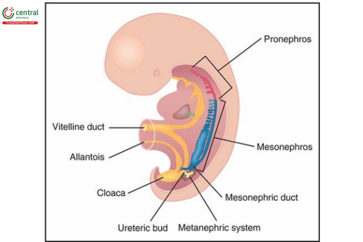 Hình 13.1: Hình vẽ minh họa sự phát triển phôi thai của hệ niệu-dục vào khoảng tuần kinh thứ 7. Xem văn bản để biết thêm chi tiết.