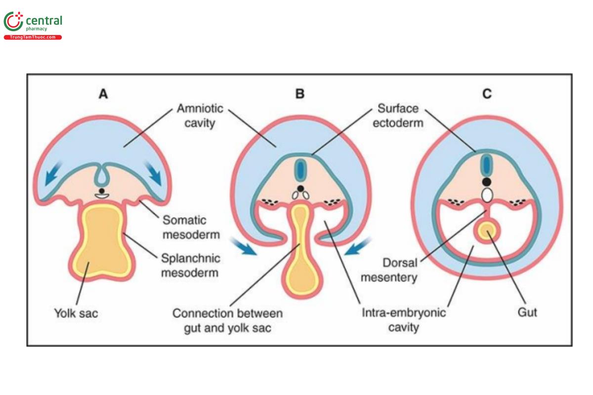 Hình 12.1: Mặt cắt ngang (A–C) của phôi thai đang phát triển từ tuần thứ 4 của thai kỳ cho thấy sự hình thành ống ruột nguyên thủy. Lưu ý, sự kết hợp của phần túi noãn hoàng vào phôi thai, cho thấy ở A và B và ống ruột nguyên thủy "gut" cho thấy ở C. Xem văn bản để biết thêm chi tiết.