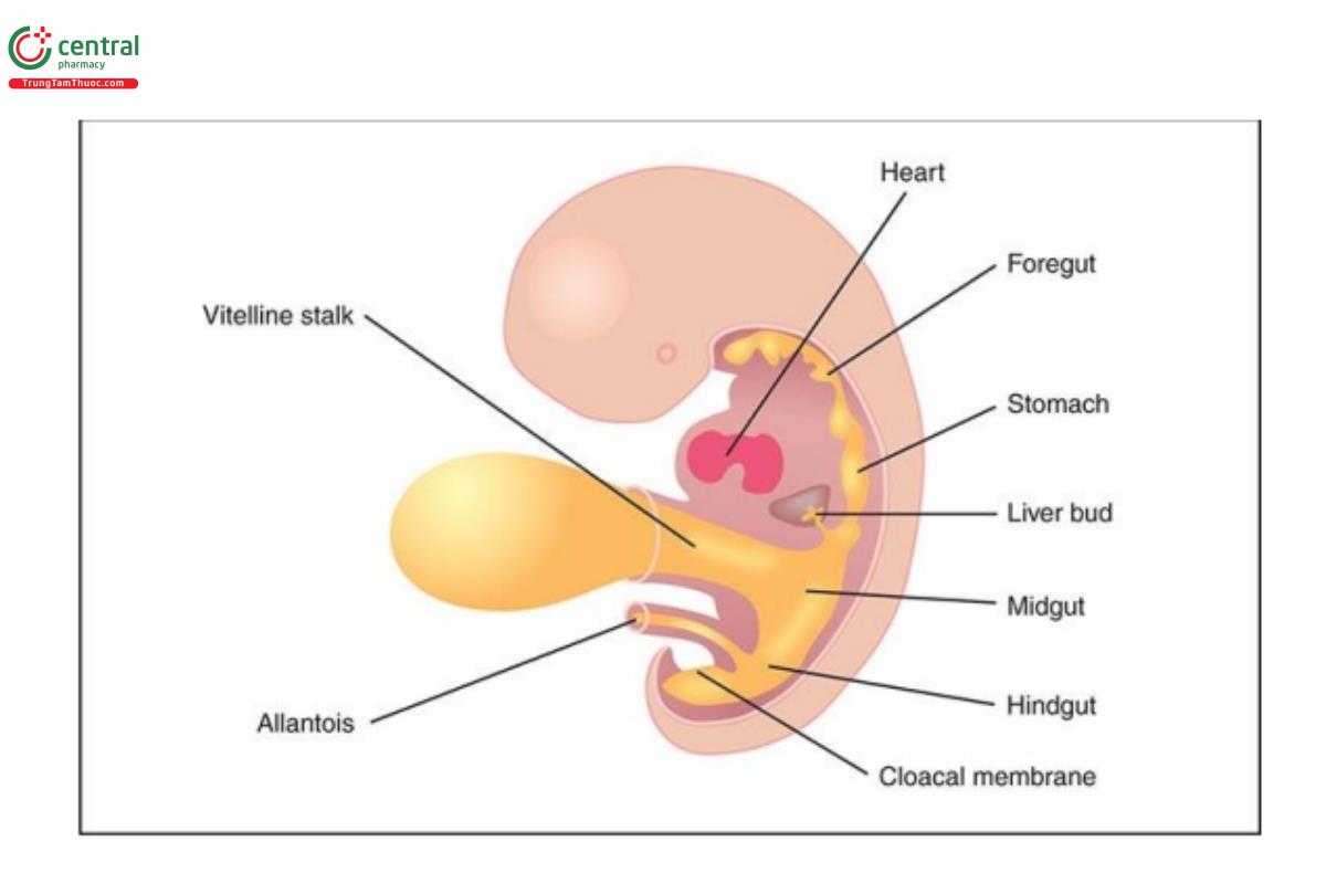 Hình 12.2: Hình vẽ minh họa mặt cắt dọc giữa phôi thai, khoảng 5 đến 6 tuần kinh nguyệt cho thấy sự hình thành đường tiêu hóa nguyên thủy (ruột trước, ruột giữa và ruột sau) và chồi gan (liver bud). Lưu ý, sự kết nối ruột giữa với ống noãn hoàng (vitelline duct). Xem văn bản để biết thêm chi tiết.