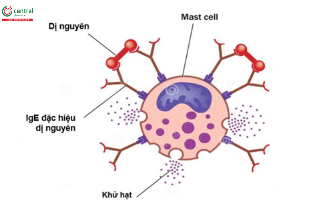 Hình 1.1. Minh họa tế bào mast và chất gây dị ứng. Chất gây dị ứng liên kết với IgE đặc hiệu trên tế bào mast dẫn đến sự giải phóng các amin hoạt mạch.