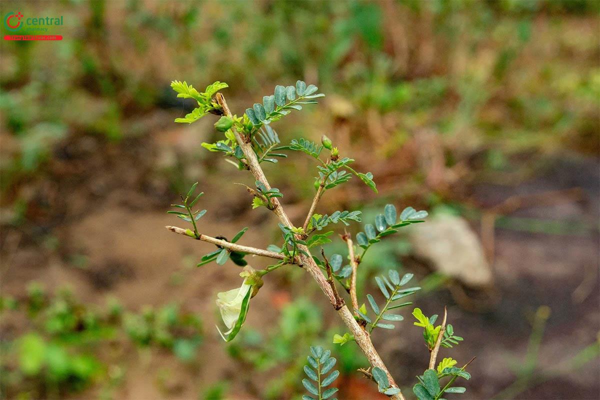 Cây bồn bồn