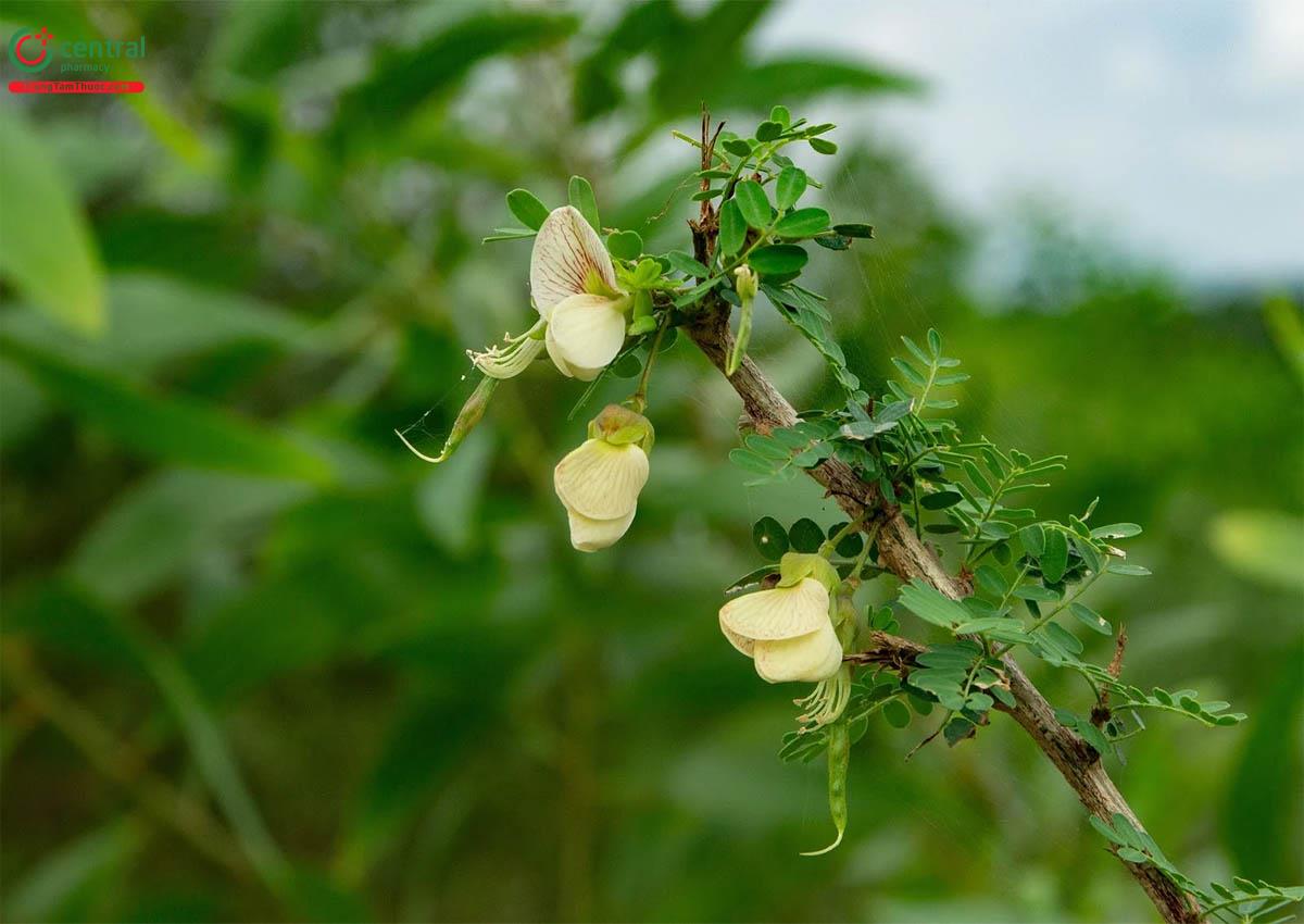 Cây bồn bồn