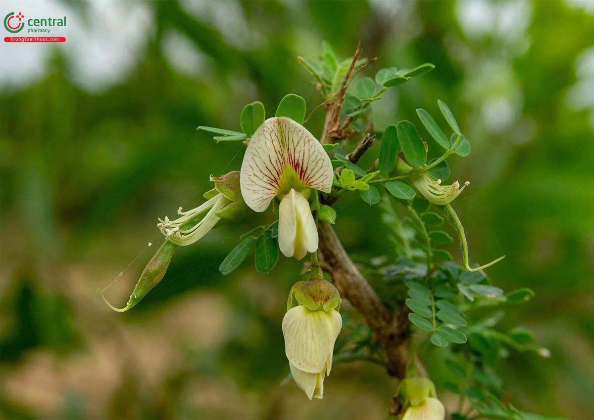 Cây bồn bồn