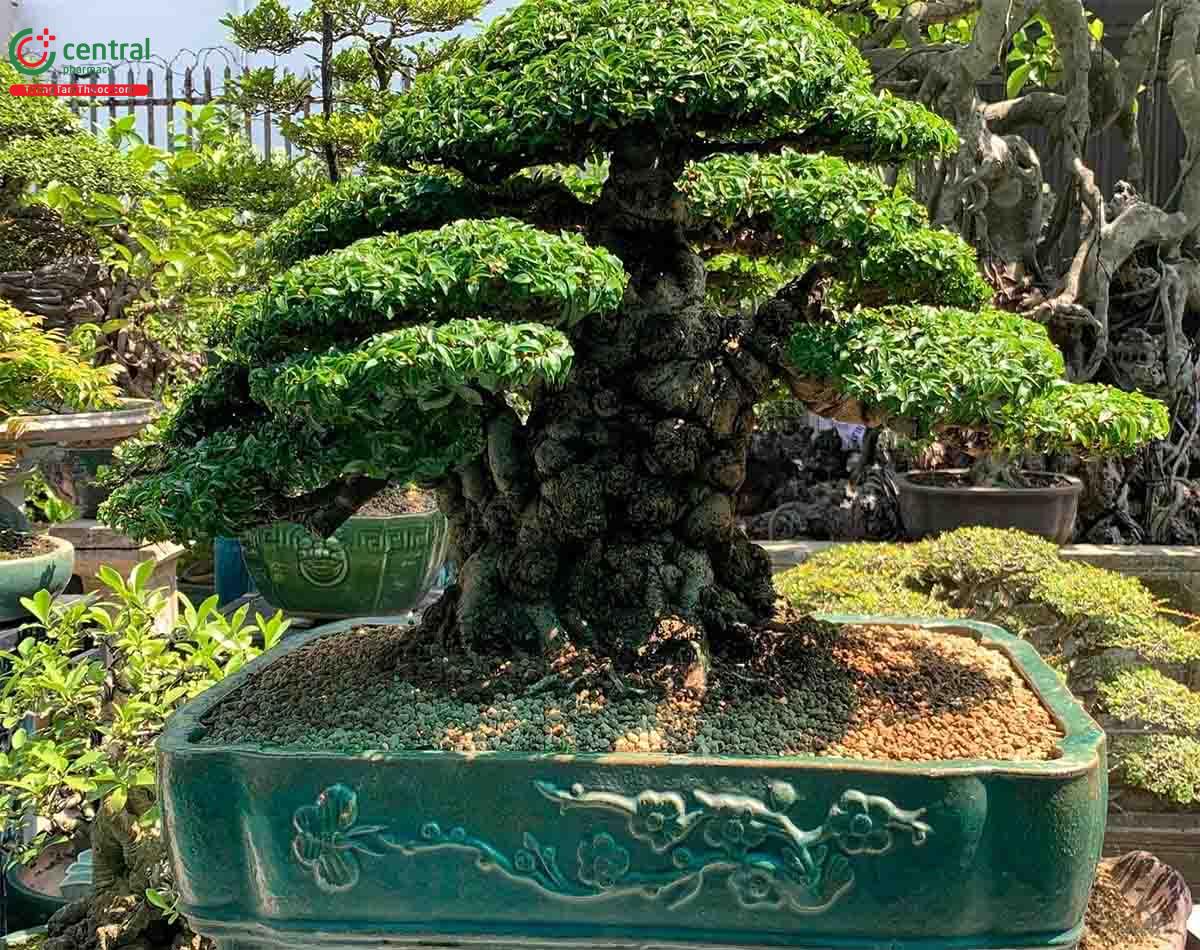 Mai chiếu thủy bonsai đẹp ở Việt Nam