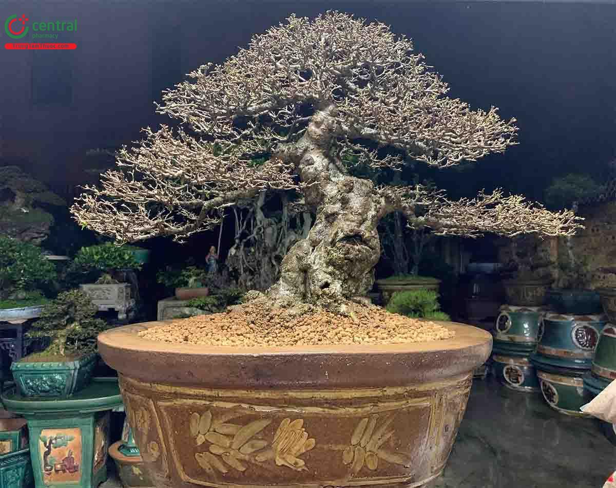 Mai chiếu thủy bonsai đẹp ở Việt Nam