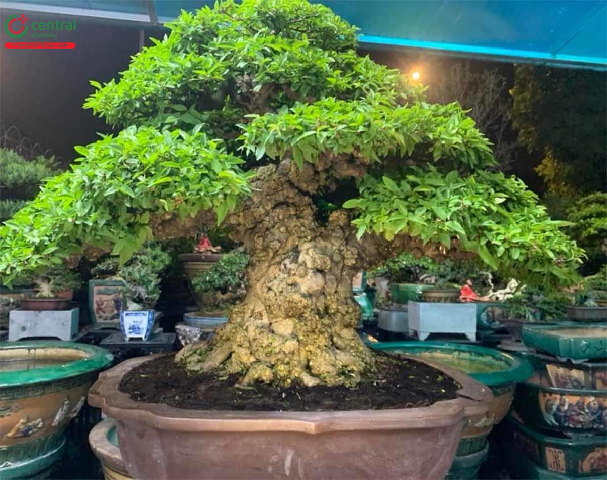 Mai chiếu thủy bonsai đẹp ở Việt Nam