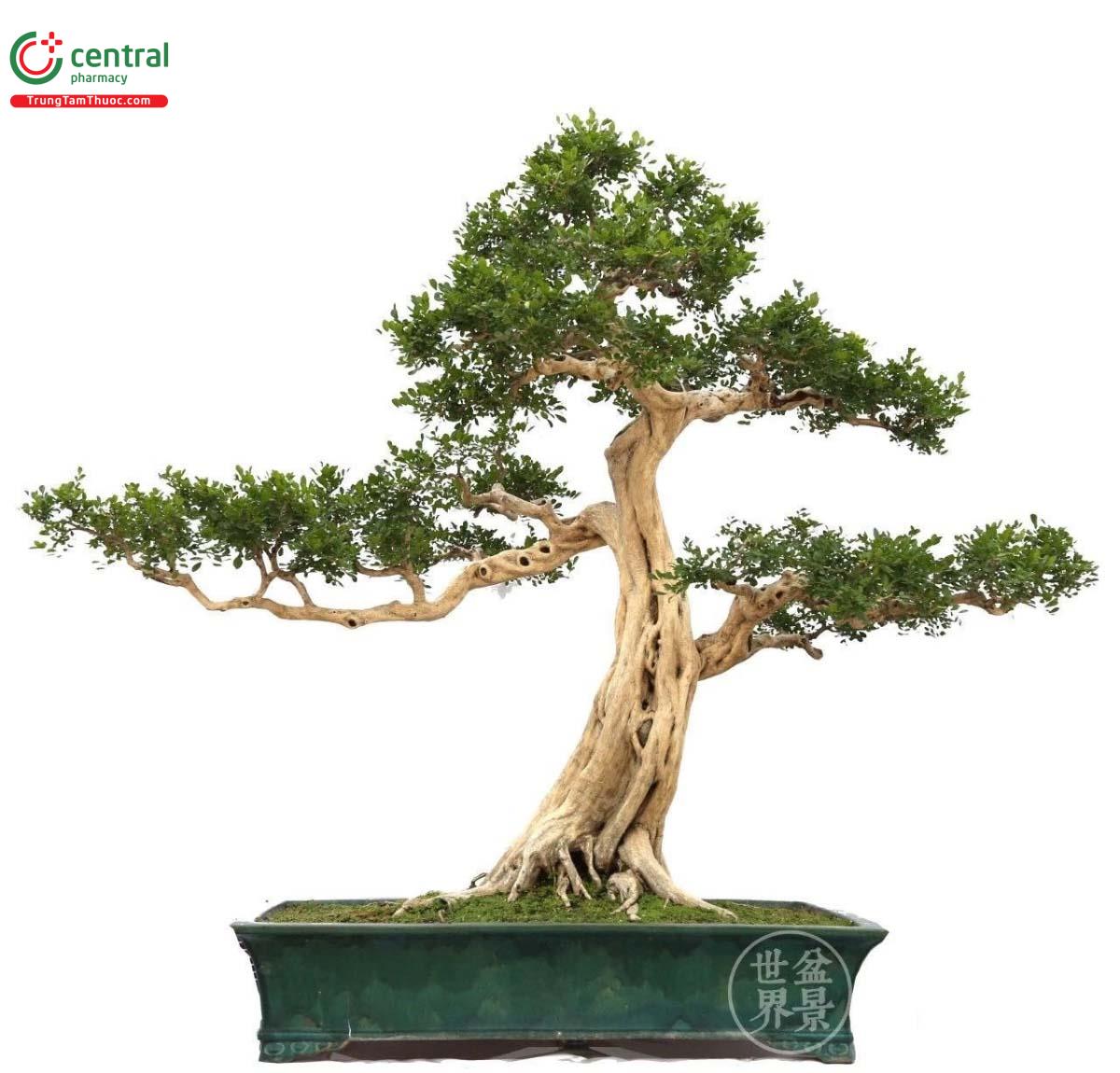 Hình ảnh cây Nguyệt Quới bonsai dáng đẹp, bắt mắt