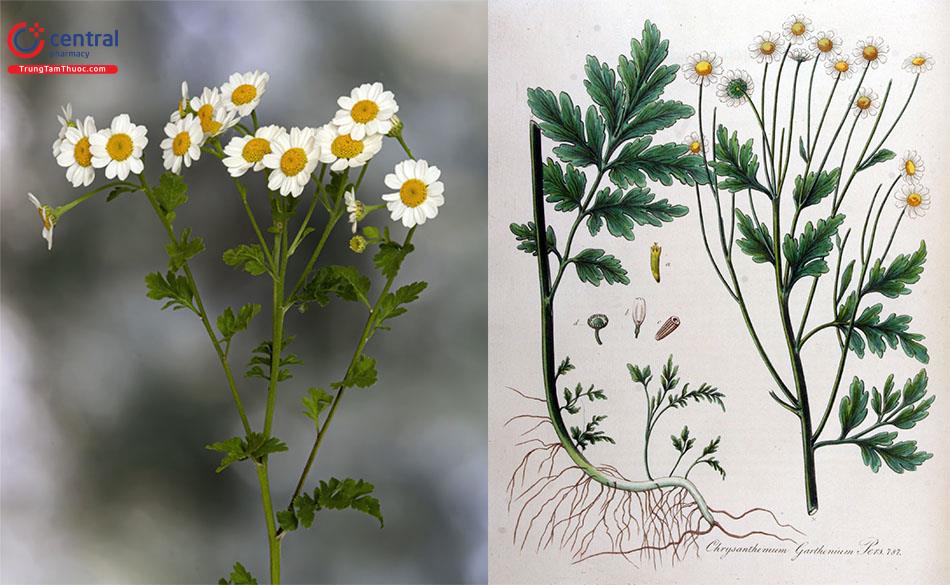 Hình ảnh và hình vẽ cây Cúc thơm