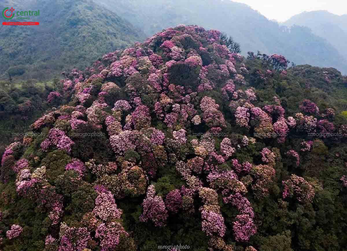 Hình ảnh hoa đỗ quyên