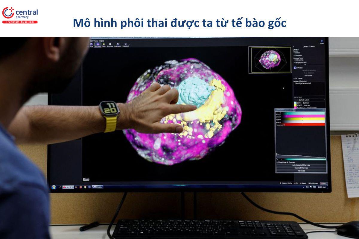 Mô hình phôi thai được tạo ra từ tế bào gốc