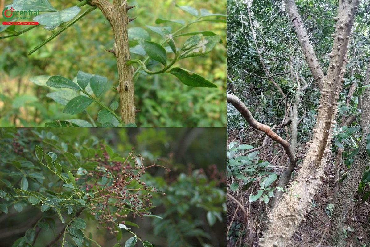 Hình ảnh cây Ưng bất bạc