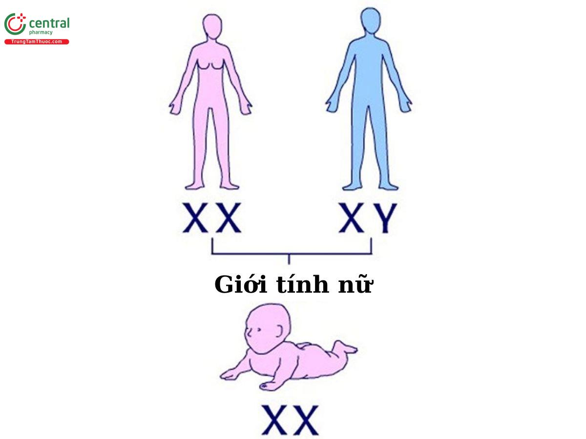 Giới tính của thai nhi được hình thành như thế nào?