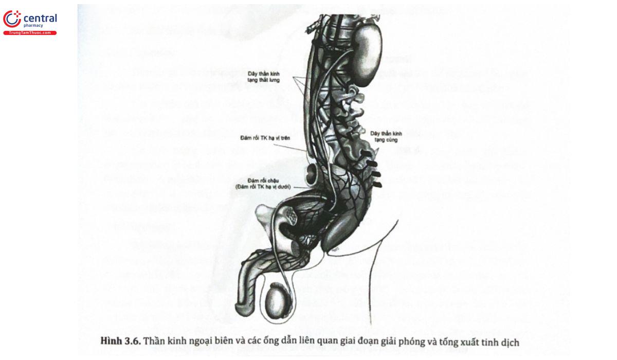 Hình 3.6. Thần kinh ngoại biên và các ống dẫn liên quan giai đoạn giải phóng và tống xuất tinh dịch