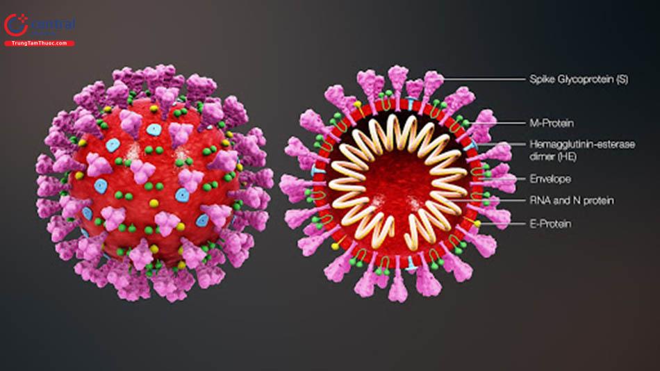 Hình ảnh cấu tạo một virus