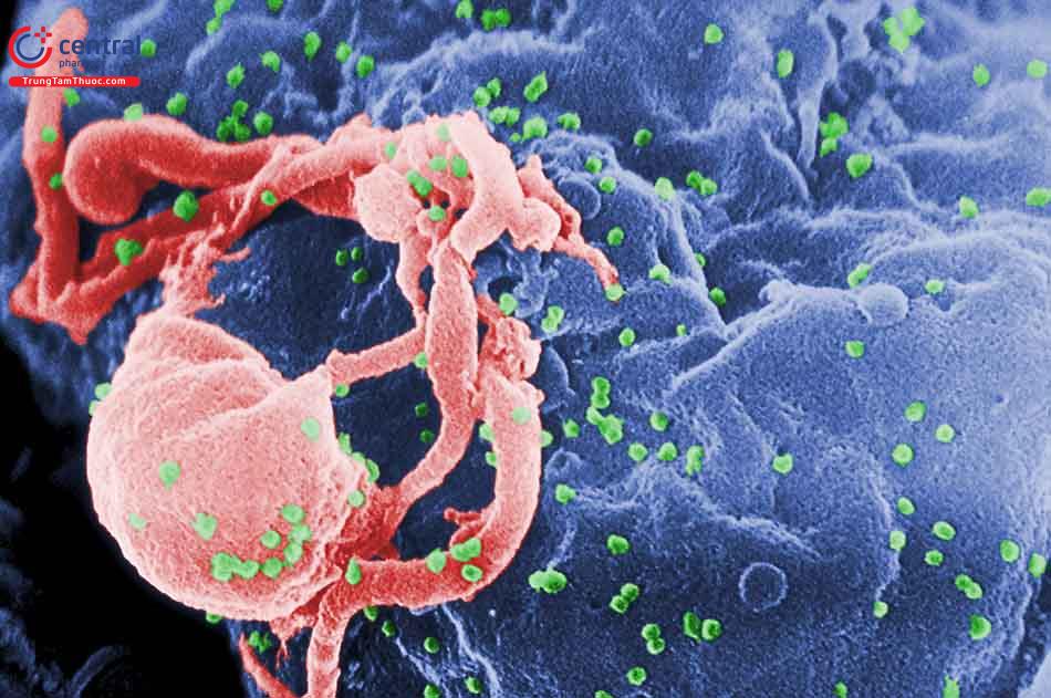 HIV - Bệnh suy giảm miễn dịch ở người.