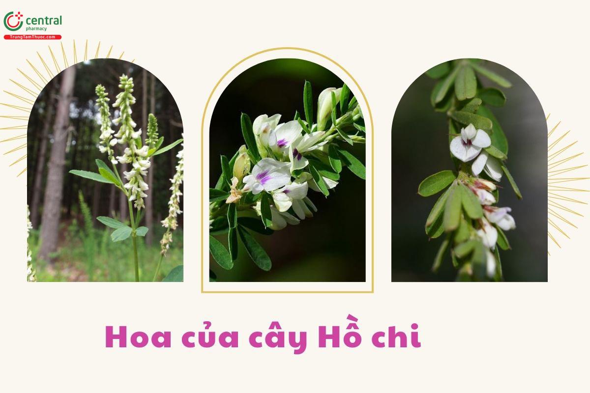 Hoa của cây Hồ chi