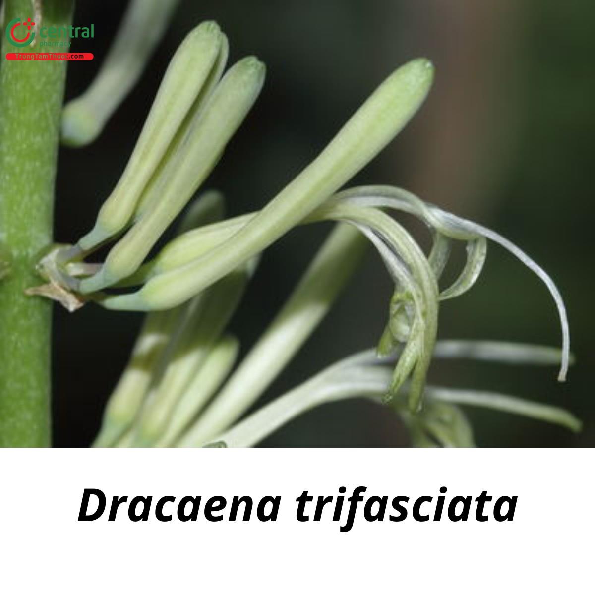 Dracaena trifasciata