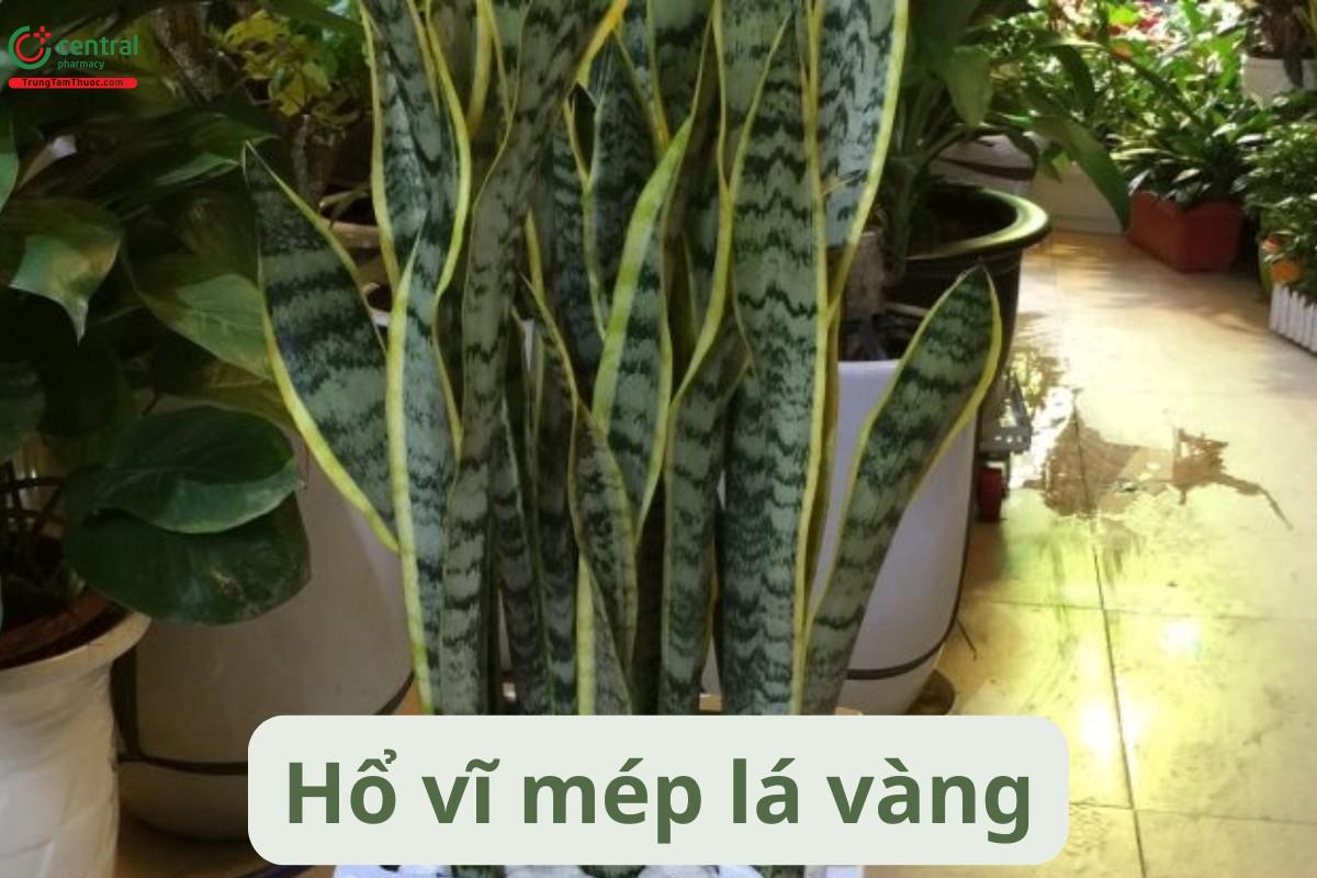 Hổ vĩ mép lá vàng