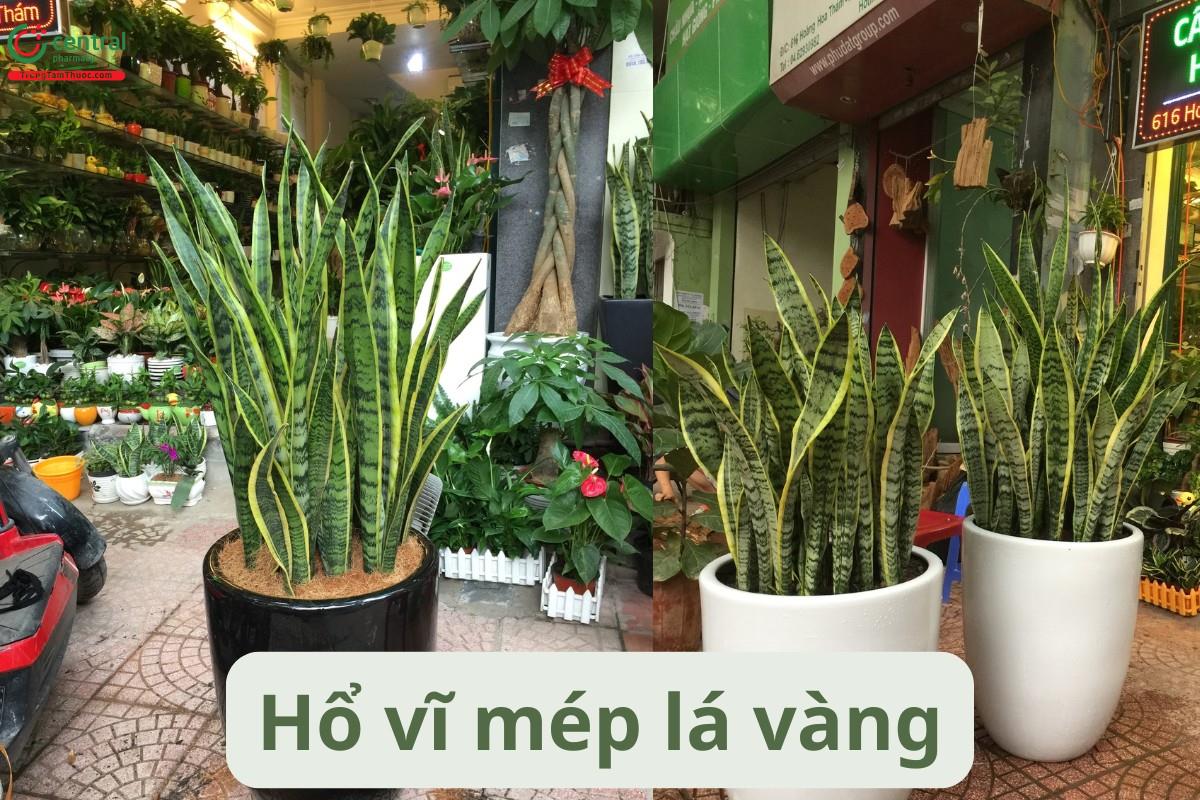 Hổ vĩ mép lá vàng