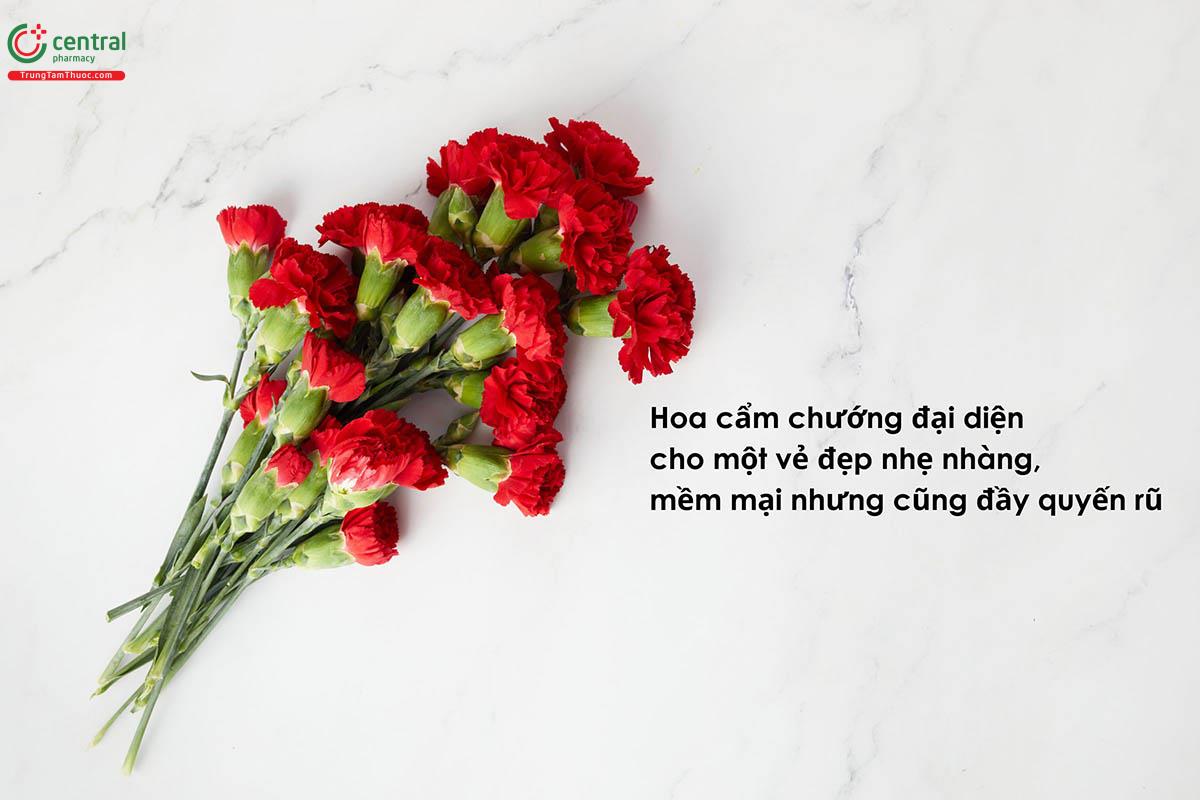 Hoa cẩm chướng đỏ